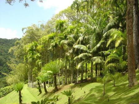 V�G�TaTiOn dE La mArTiNiQuE